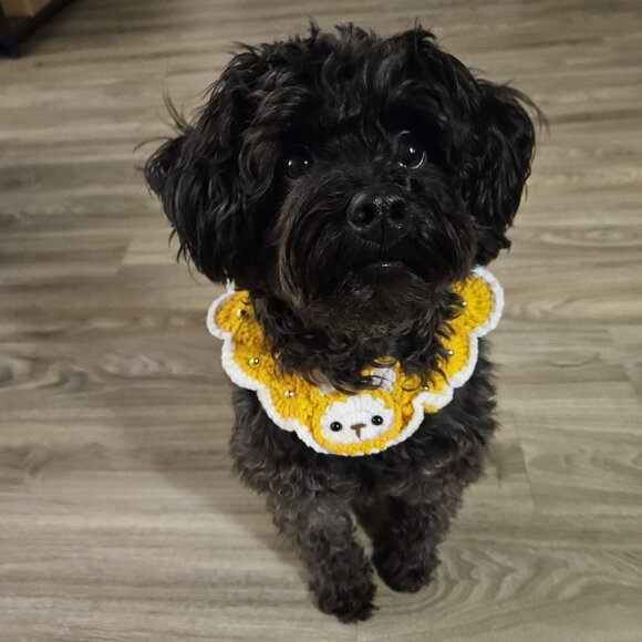 5 Pet Collars for only C$25 - Picture 3 of 11